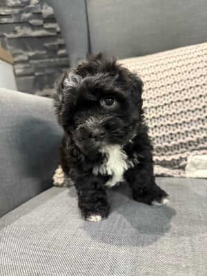 Bichon Havanese kisfiú