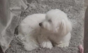 Bichon havanese 9 hónapos kan - kép 2