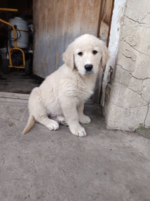 Golden retriever fiú kutyus