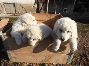 Négy kuvasz jellegő tündér keresi új gazdáját 