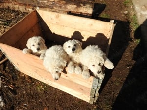 Négy kuvasz jellegő tündér keresi új gazdáját  - kép 2