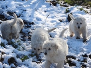 Négy kuvasz jellegő tündér keresi új gazdáját  - kép 3