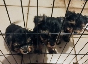 Yorkshire terrier kiskutyák  - kép 8