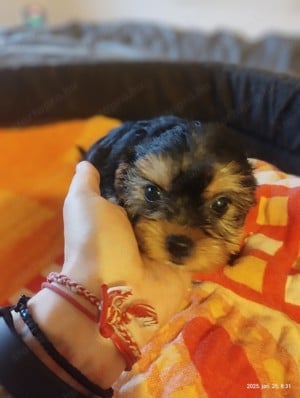 Yorkshire terrier kiskutyák 