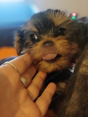 Yorkshire terrier kiskutyák  - kép 5