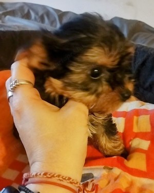 Yorkshire terrier kiskutyák  - kép 2