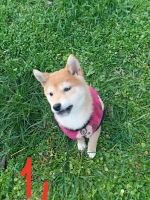 Shiba inu lányok