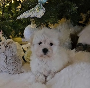 Maltipoo kisfiú