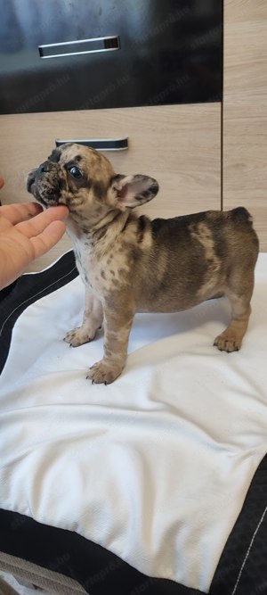 Francia bulldog kék merle szuka 8 hetes  - kép 2