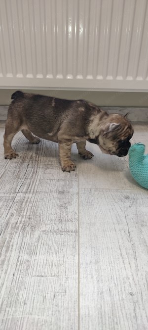 Francia bulldog kék merle szuka 8 hetes  - kép 3