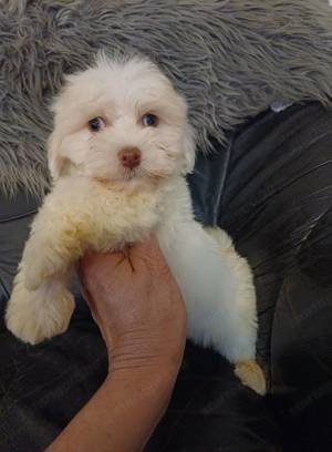 Bichon havanese kiskutyák - kép 8