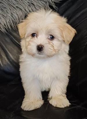 Bichon havanese kiskutyák - kép 7