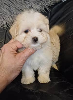 Bichon havanese kiskutyák - kép 6