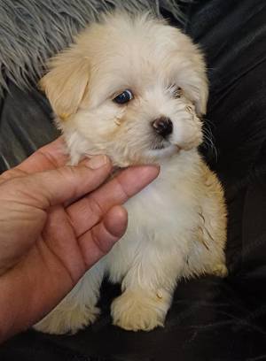 Bichon havanese kiskutyák - kép 5