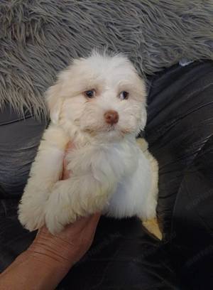 Bichon havanese kiskutyák - kép 9