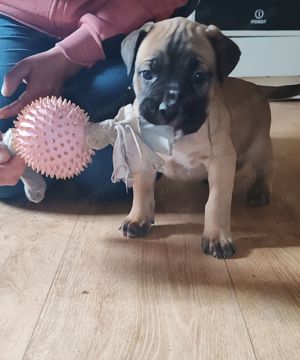 Cane corso kiskutyák - kép 6