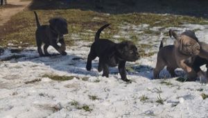 Cane corso kiskutyák - kép 8