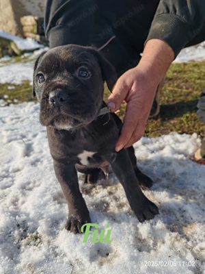 Cane corso kiskutyák - kép 7