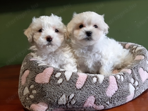 Gyönyörű bichon havanese eladó kiskutyák  - kép 2