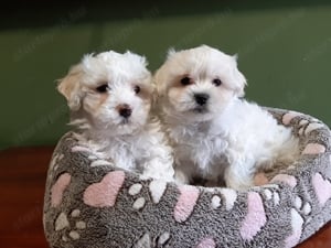 Gyönyörű bichon havanese eladó kiskutyák  - kép 3