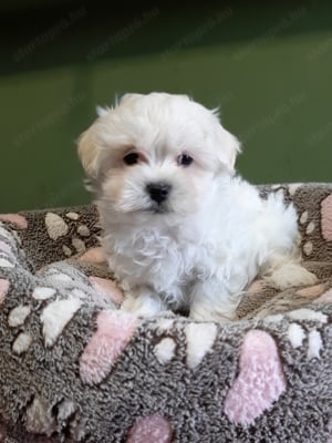 Gyönyörű bichon havanese eladó kiskutyák  - kép 7