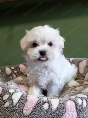 Gyönyörű bichon havanese eladó kiskutyák  - kép 4