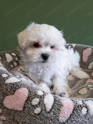 Gyönyörű bichon havanese eladó kiskutyák  - kép 8