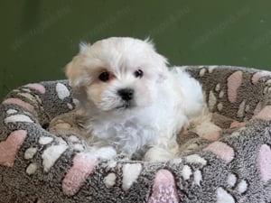 Gyönyörű bichon havanese eladó kiskutyák  - kép 6