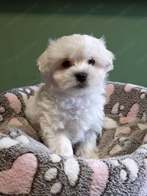 Gyönyörű bichon havanese eladó kiskutyák  - kép 10