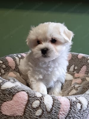 Gyönyörű bichon havanese eladó kiskutyák  - kép 9