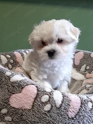 Gyönyörű bichon havanese eladó kiskutyák  - kép 5