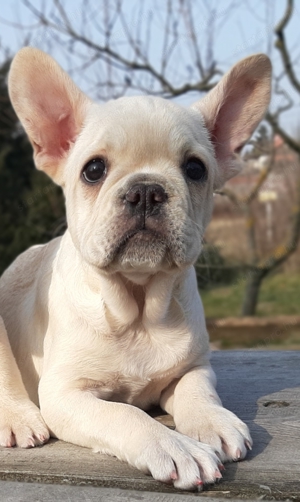 eladó francia bulldog platinum színűek - kép 3