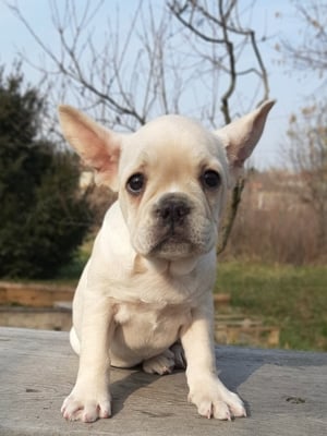 eladó francia bulldog platinum színűek