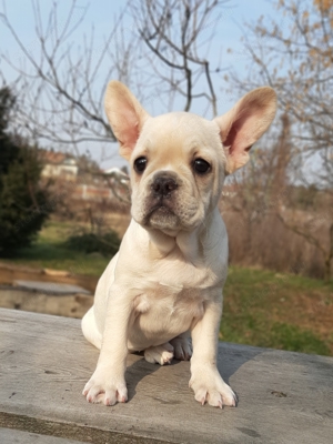 eladó francia bulldog platinum színűek - kép 4