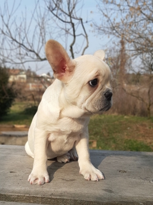 eladó francia bulldog platinum színűek - kép 10