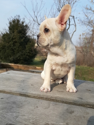 eladó francia bulldog platinum színűek - kép 9