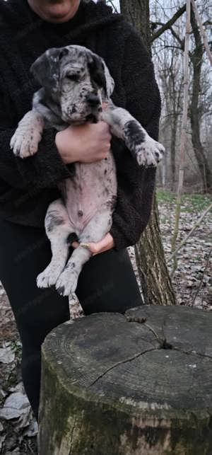 Német dog merle kan kiskutya - kép 3