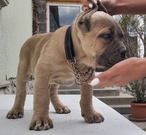 Cane corso formentino kiskutyák! - kép 4