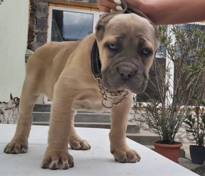 Cane corso formentino kiskutyák! - kép 6