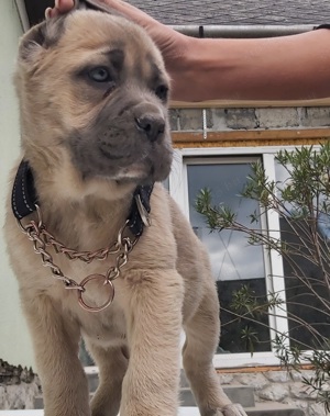 Cane corso formentino kiskutyák! - kép 2