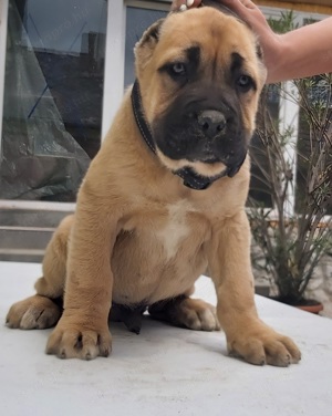 Cane corso formentino kiskutyák! - kép 3