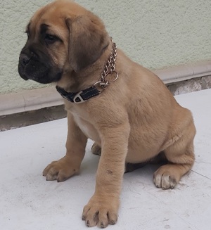 Cane corso formentino kiskutyák! - kép 5