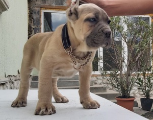 Cane corso formentino kiskutyák! - kép 7