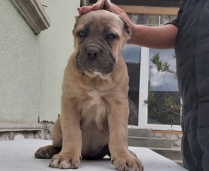 Cane corso formentino kiskutyák! - kép 10