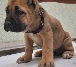 Cane corso formentino kiskutyák! - kép 11