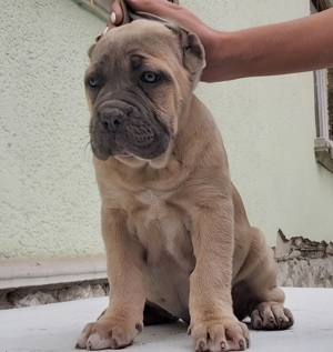 Cane corso formentino kiskutyák! - kép 8