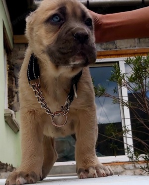 Cane corso formentino kiskutyák! - kép 9