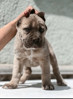 Cane corso formentino kiskutyák! - kép 12