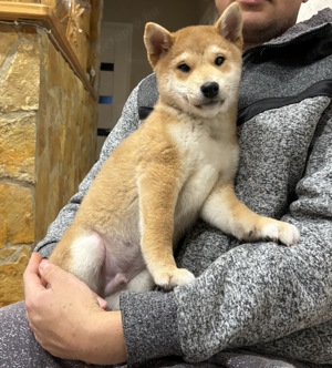 Gyönyörű Shiba inu kisfiú gazdiját várja  - kép 3