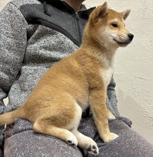 Gyönyörű Shiba inu kisfiú gazdiját várja  - kép 4